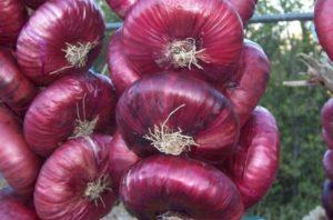 คำอธิบายเกี่ยวกับหัวหอมไครเมีย (ยัลตา) และการเพาะปลูกในเขตภาคกลาง