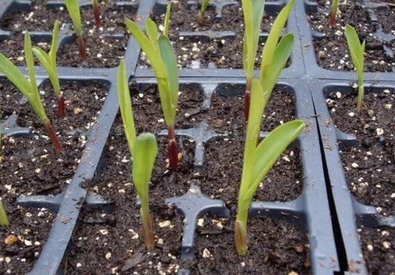 ถั่วงอกข้าวโพด