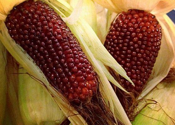 ข้าวโพดสุก