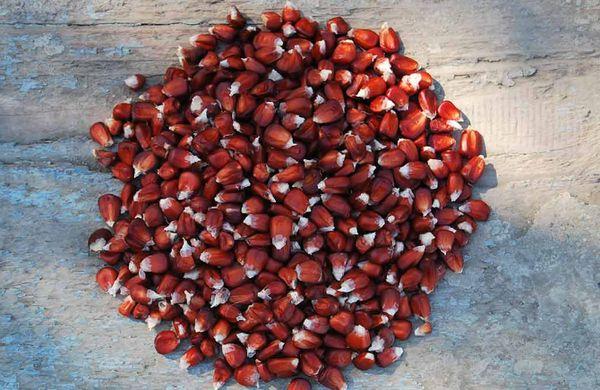 ข้าวโพดฝาน