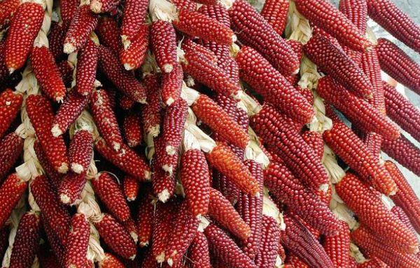 การเก็บเกี่ยวข้าวโพด