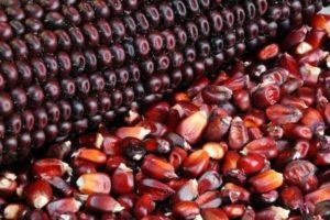 คำอธิบายพันธุ์ข้าวโพดแดงและเทคโนโลยีการเกษตรของพืชผล