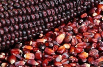 ข้าวโพดสำหรับเพาะเมล็ด