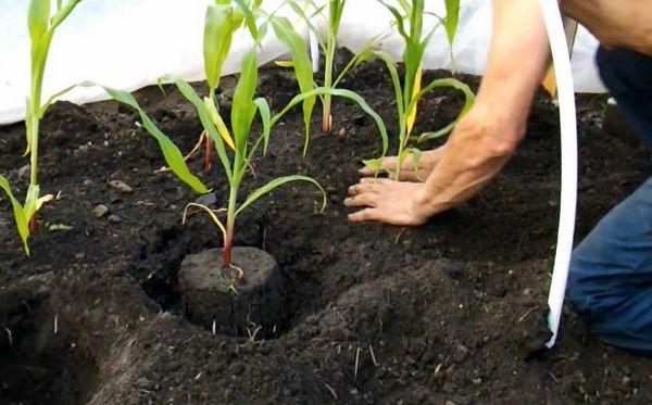 ต้นกล้าข้าวโพด