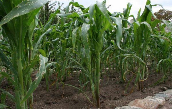 การปลูกข้าวโพด