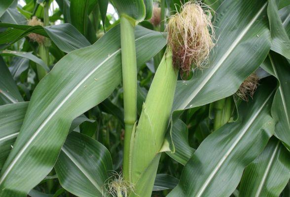 ข้าวโพดธรรมดา