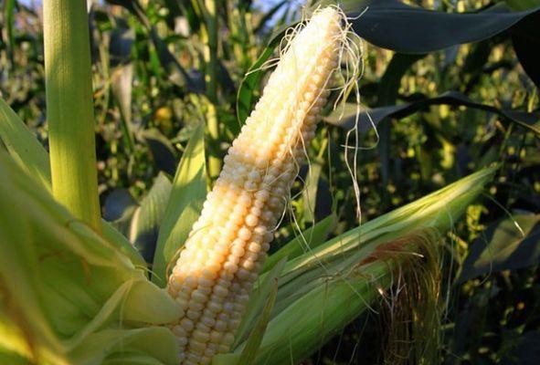 ข้าวโพดธรรมดา