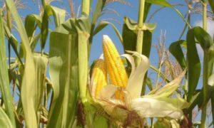 กฎการขยายพันธุ์และการเพาะปลูกข้าวโพดในสวน