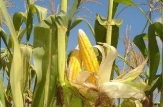 ข้าวโพดสุก
