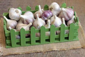 ลักษณะและลักษณะของกระเทียมพันธุ์ Bogatyr