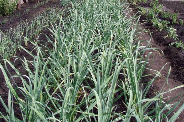 ลักษณะและลักษณะของกระเทียมพันธุ์ Bogatyr