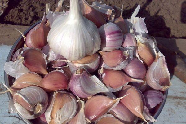 กลีบกระเทียม