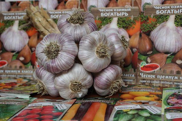 กระเทียมหลากหลายชนิด