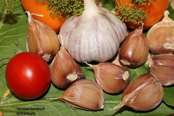 กลีบกระเทียม