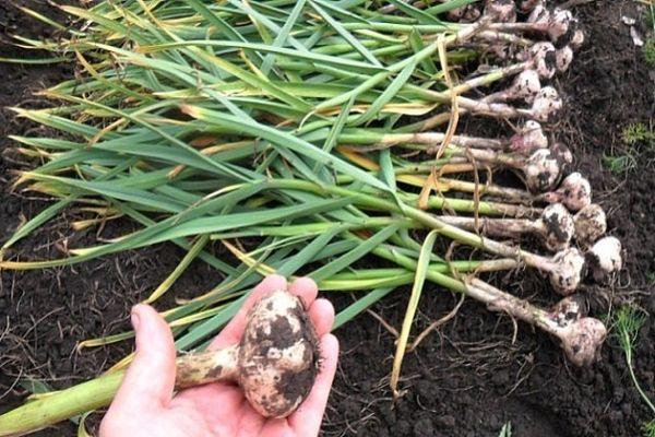 เก็บเกี่ยว