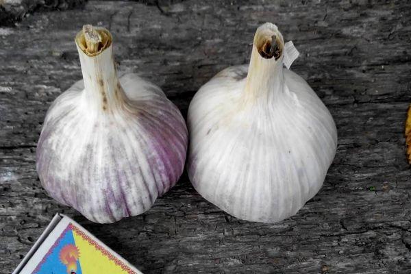 กระเทียมสองหัว