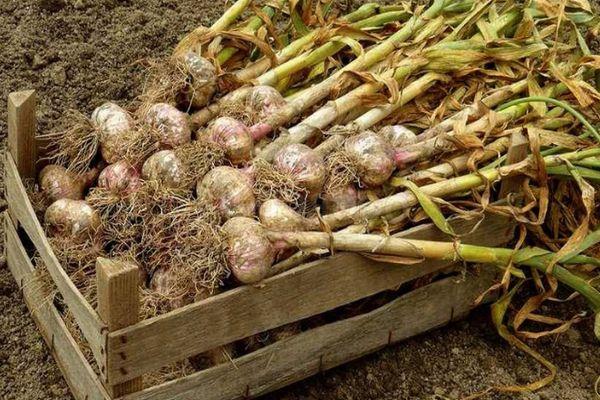 การขุดกระเทียม