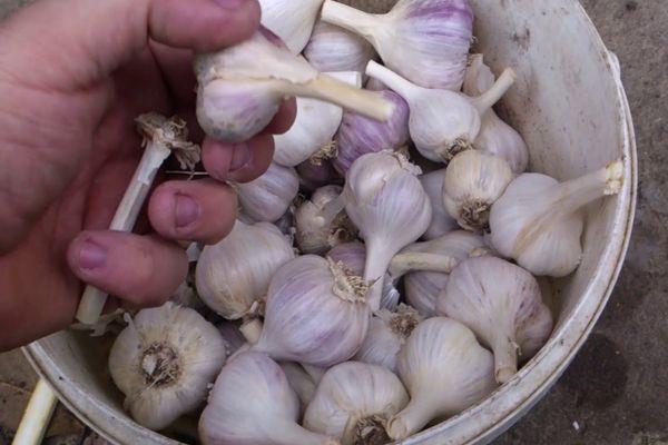 หัวกระเทียม