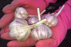 วิธีการปลูกและเพาะกระเทียมพุ่มแบบปลูกทั้งหัวทำอย่างไร?