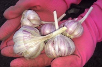 หัวกระเทียม