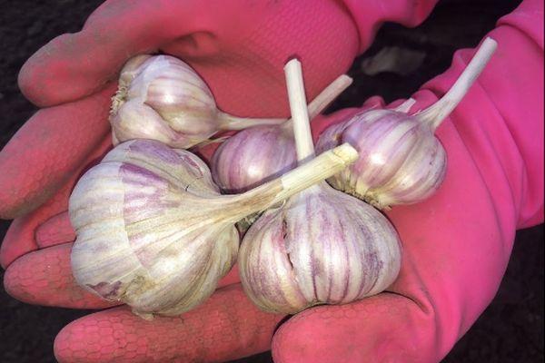 หัวกระเทียม