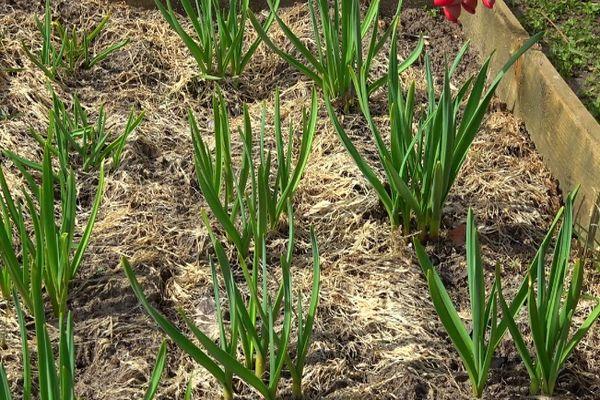 กระเทียมต้นอ่อน