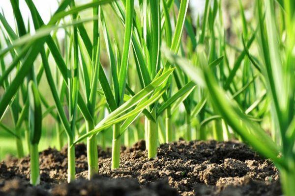 กระเทียมต้นอ่อน