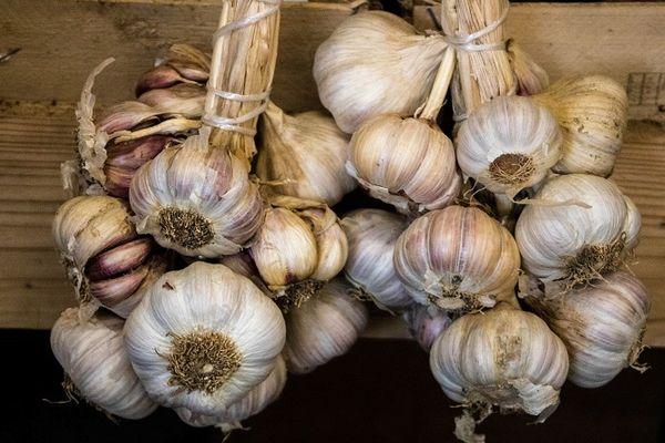 การเก็บเกี่ยวกระเทียม