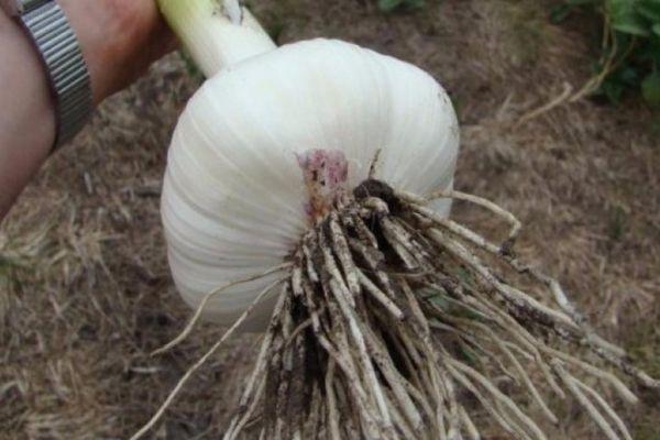 หัวกระเทียม