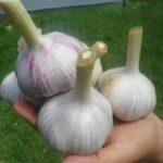 หัวกระเทียม