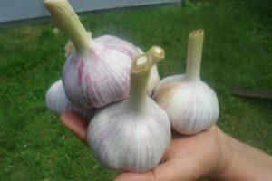 Description de l'ail Gulliver et culture de la variété en pleine terre