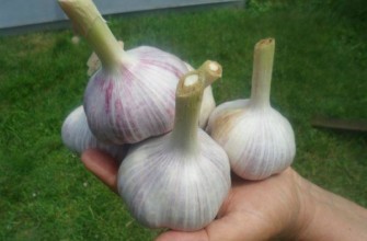 หัวกระเทียม