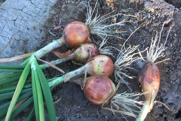 การเก็บเกี่ยวหัว