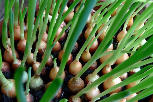 การปลูกหัวหอม