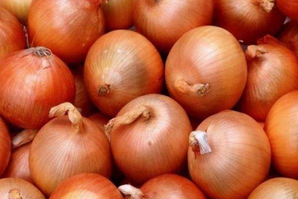 คำอธิบายเกี่ยวกับหัวหอมคาลเซโดนีและลักษณะการปลูกของพันธุ์นี้