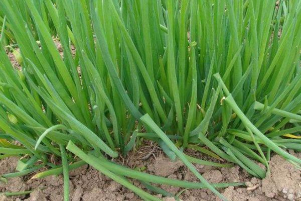 การปลูกหัวหอม