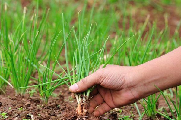 การปลูกหัวหอม