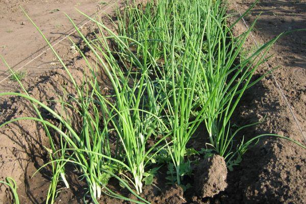 การปลูกหัวหอม