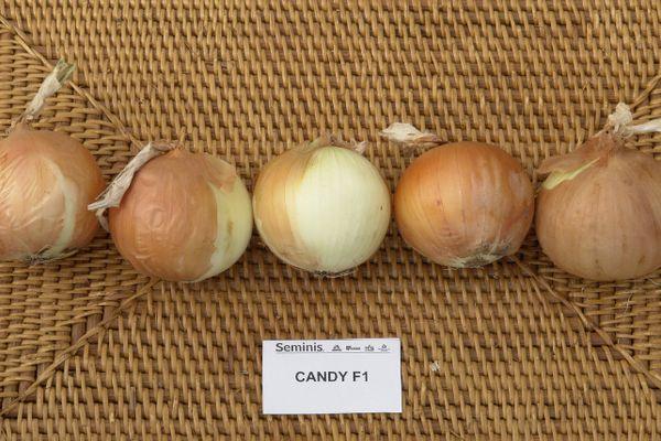 หลอดไฟลูกอม