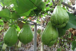 คำอธิบายแตงกวาเม็กซิกัน เทคโนโลยีการเพาะปลูก และผลผลิต