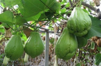 แตงกวาชะอม