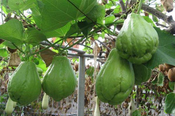 แตงกวาชะอม