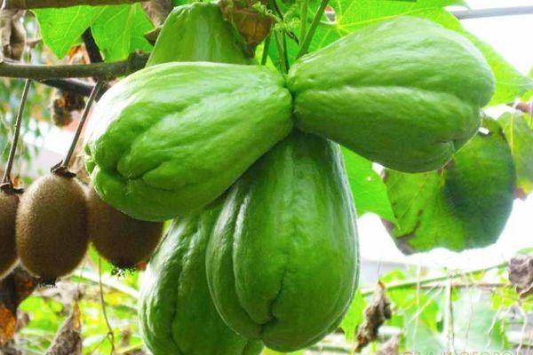 แตงกวาชะอม