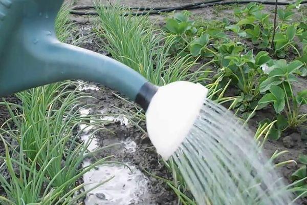 arroser les légumes