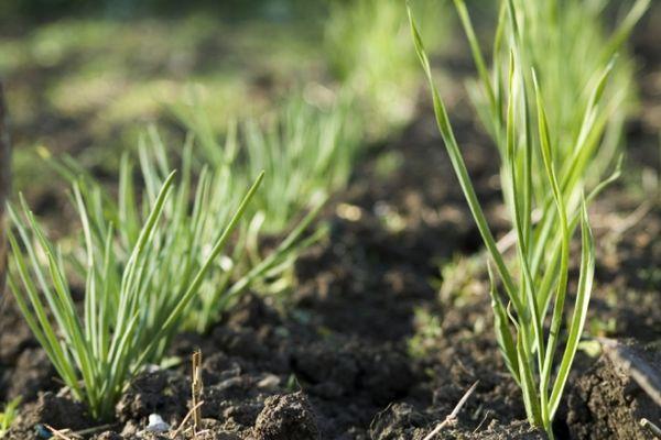 Comment traiter et nourrir l'ail avec de l'ammoniaque et règles d'arrosage