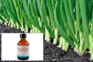 วิธีรักษาและให้อาหารกระเทียมด้วยแอมโมเนียและกฎการรดน้ำ