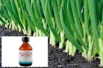 แอมโมเนีย