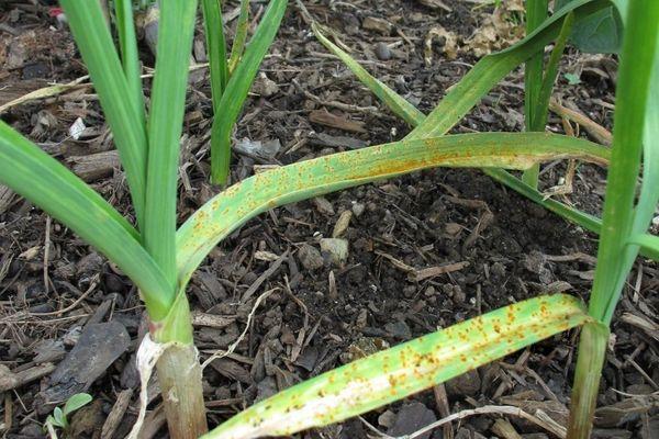 maladie du concombre