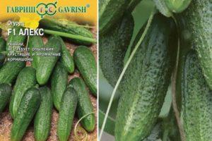 Description des concombres Alex F1 et comment cultiver l'hybride vous-même