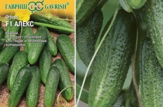 อเล็กซ์ แตงกวา